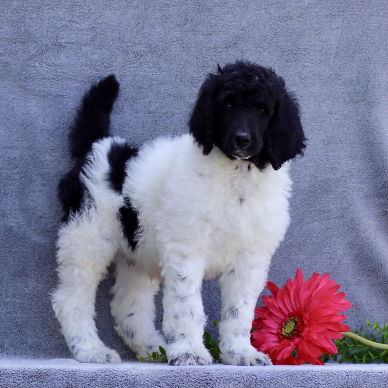puppy, for, sale, Standard Poodle, John  Stoltzfus, dog, breeder, Christiana, PA, dog-breeder, puppy-for-sale, forsale, nearby, find, puppyfind, locator, puppylocator, aca
