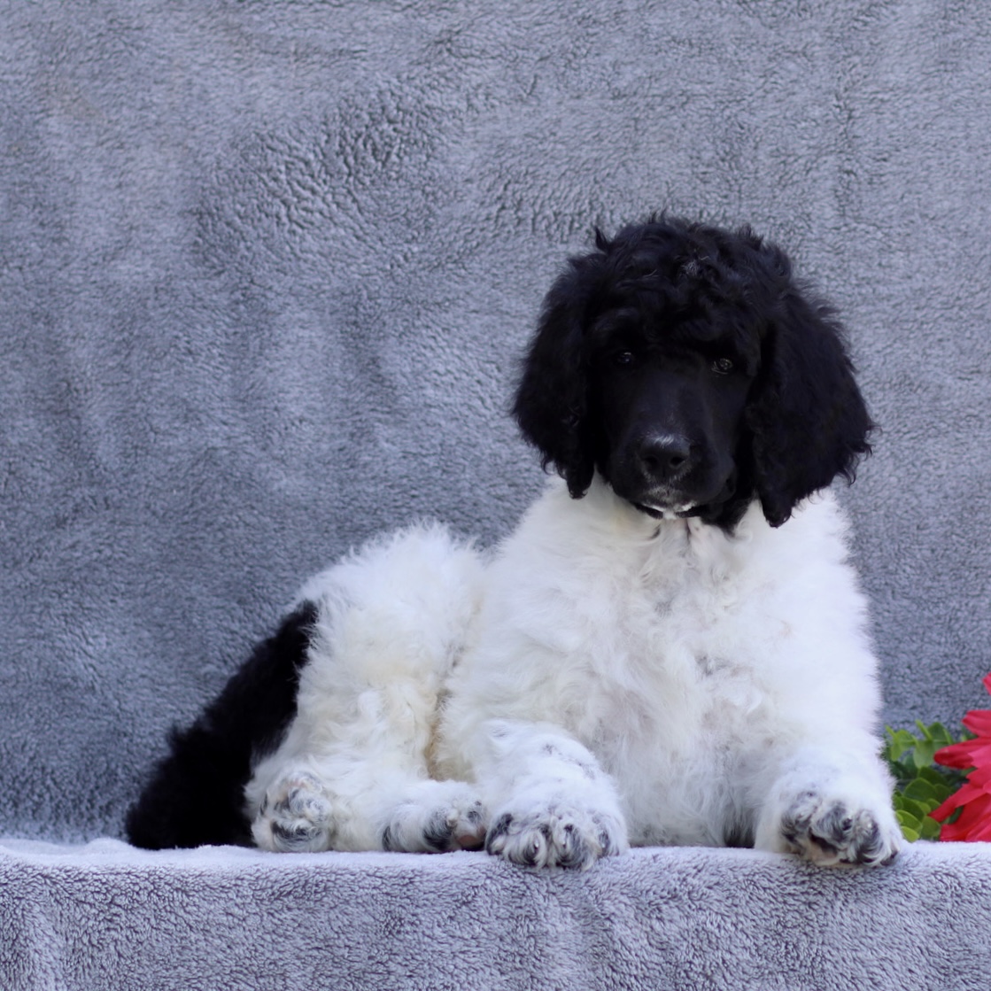 puppy, for, sale, Standard Poodle, John  Stoltzfus, dog, breeder, Christiana, PA, dog-breeder, puppy-for-sale, forsale, nearby, find, puppyfind, locator, puppylocator, aca