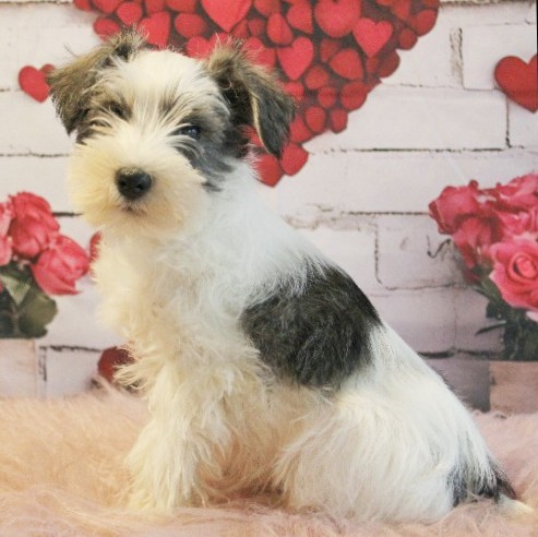 puppy, for, sale, Miniature Schnauzer, rueben  King, dog, breeder, Honey Brook, PA, dog-breeder, puppy-for-sale, forsale, nearby, find, puppyfind, locator, puppylocator, aca