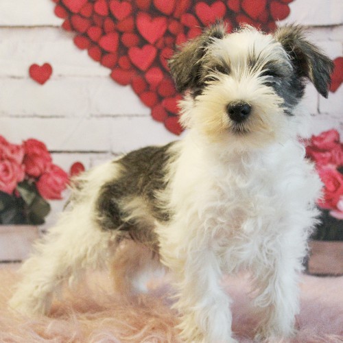 puppy, for, sale, Miniature Schnauzer, rueben  King, dog, breeder, Honey Brook, PA, dog-breeder, puppy-for-sale, forsale, nearby, find, puppyfind, locator, puppylocator, aca