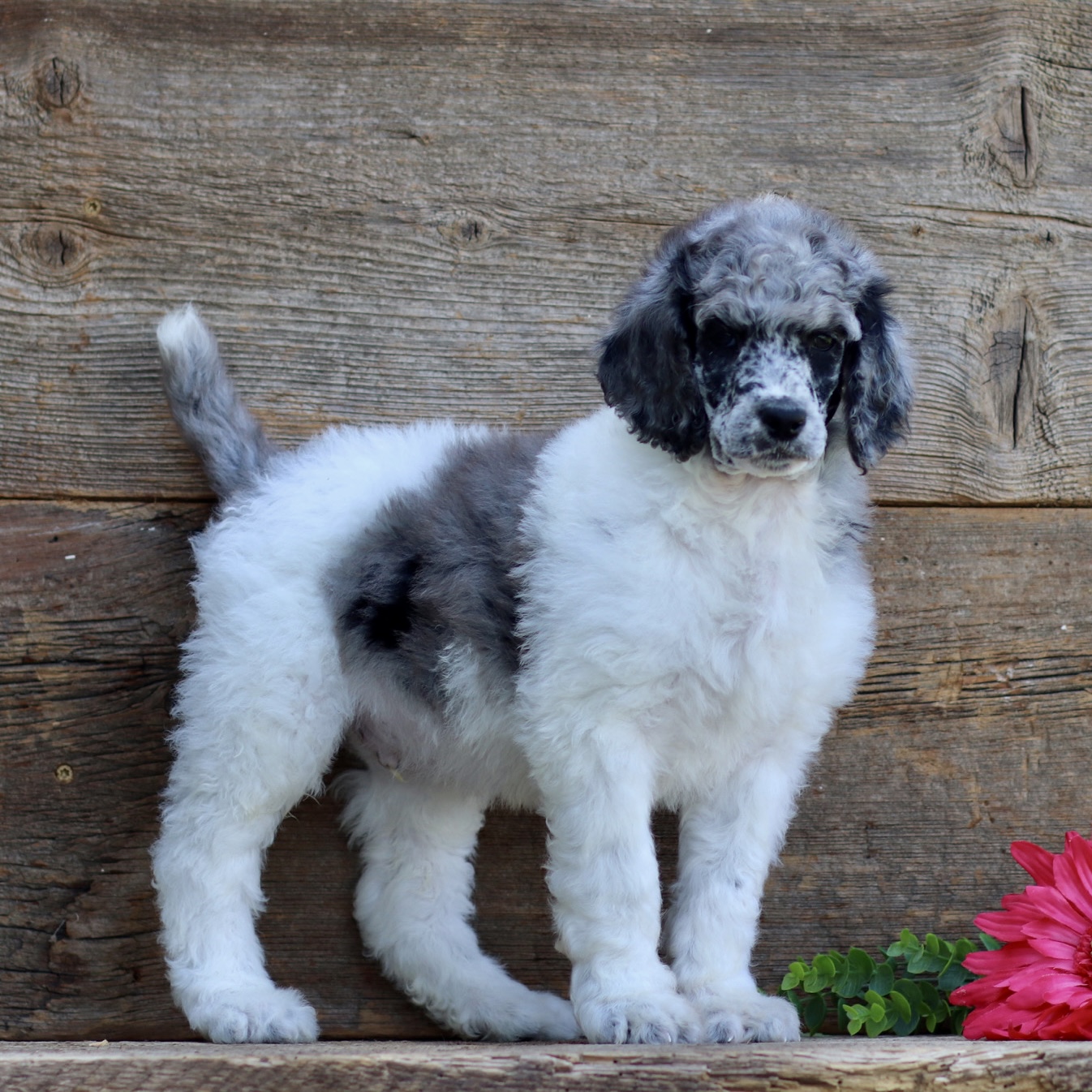puppy, for, sale, Standard Poodle, John  Stoltzfus, dog, breeder, Christiana, PA, dog-breeder, puppy-for-sale, forsale, nearby, find, puppyfind, locator, puppylocator, aca