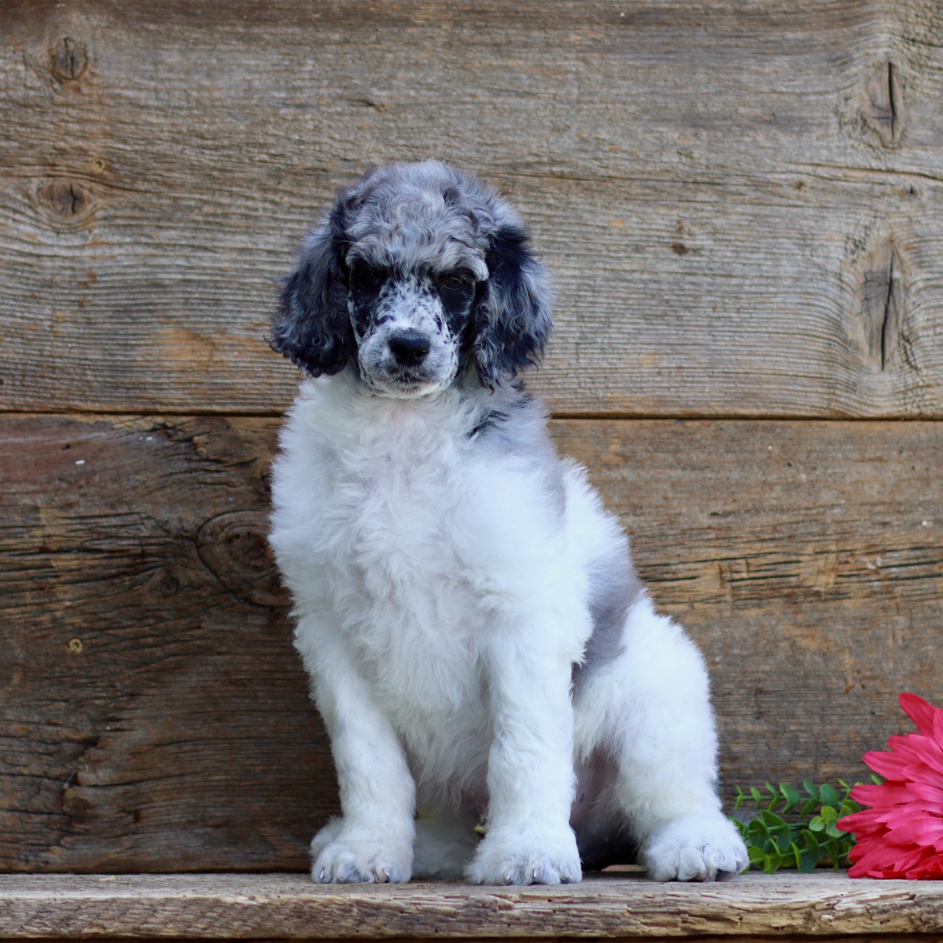 puppy, for, sale, Standard Poodle, John  Stoltzfus, dog, breeder, Christiana, PA, dog-breeder, puppy-for-sale, forsale, nearby, find, puppyfind, locator, puppylocator, aca