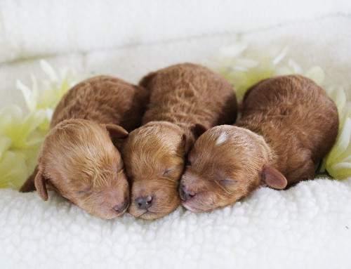 puppy, for, sale, Toy Poodle, Daniel J. Stoltzfoos, dog, breeder, Coatesville, PA, dog-breeder, puppy-for-sale, forsale, nearby, find, puppyfind, locator, puppylocator, aca