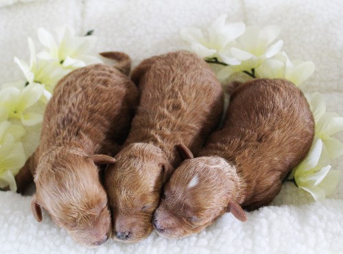 puppy, for, sale, Toy Poodle, Daniel J. Stoltzfoos, dog, breeder, Coatesville, PA, dog-breeder, puppy-for-sale, forsale, nearby, find, puppyfind, locator, puppylocator, aca