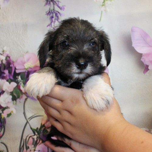 puppy, for, sale, Miniature Schnauzer, Reuben  King, dog, breeder, Honey Brook, PA, dog-breeder, puppy-for-sale, forsale, nearby, find, puppyfind, locator, puppylocator, aca