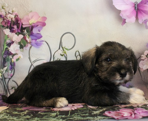 puppy, for, sale, Miniature Schnauzer, Reuben  King, dog, breeder, Honey Brook, PA, dog-breeder, puppy-for-sale, forsale, nearby, find, puppyfind, locator, puppylocator, aca