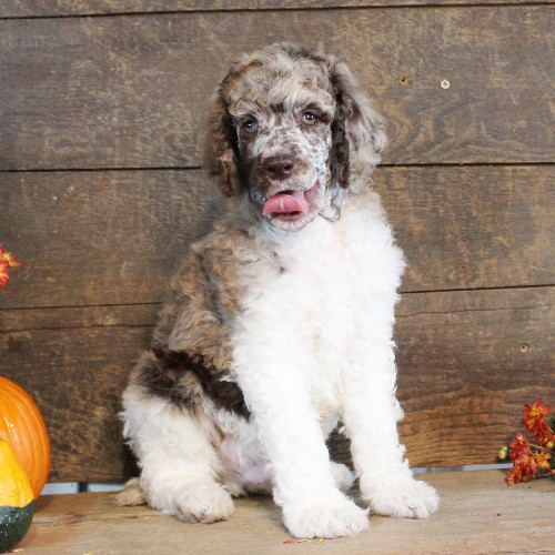 puppy, for, sale, Standard Poodle, John  Stoltzfus, dog, breeder, Christiana, PA, dog-breeder, puppy-for-sale, forsale, nearby, find, puppyfind, locator, puppylocator, aca