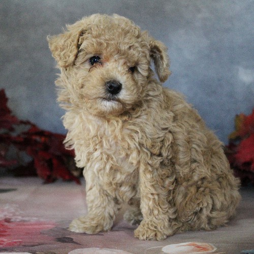 puppy, for, sale, Toy Poodle, Daniel J. Stoltzfoos, dog, breeder, Coatesville, PA, dog-breeder, puppy-for-sale, forsale, nearby, find, puppyfind, locator, puppylocator, aca
