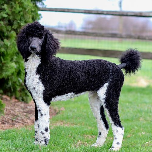 puppy, for, sale, Standard Poodle, John  Stoltzfus, dog, breeder, Christiana, PA, dog-breeder, puppy-for-sale, forsale, nearby, find, puppyfind, locator, puppylocator, aca