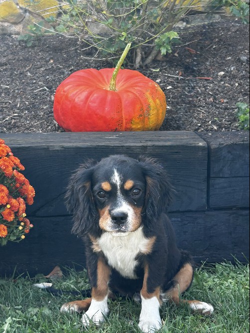 puppy, for, sale, Miniature Bernese Mountain Dog, Melvin  Fisher, dog, breeder, Coatesville, PA, dog-breeder, puppy-for-sale, forsale, nearby, find, puppyfind, locator, puppylocator, aca