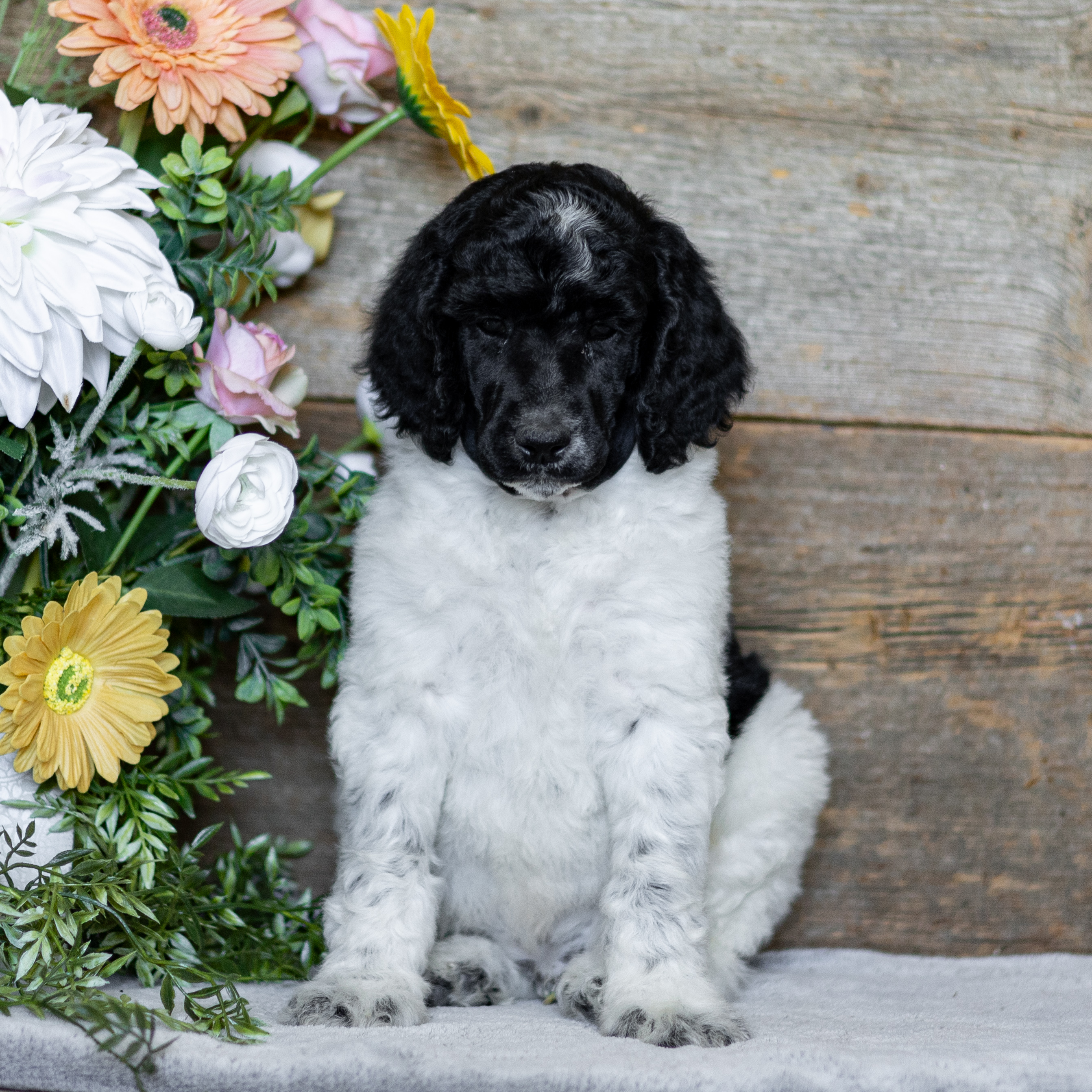 puppy, for, sale, Standard Poodle, John  Stoltzfus, dog, breeder, Christiana, PA, dog-breeder, puppy-for-sale, forsale, nearby, find, puppyfind, locator, puppylocator, aca