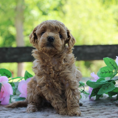 puppy, for, sale, Toy Poodle, Daniel J. Stoltzfoos, dog, breeder, Coatesville, PA, dog-breeder, puppy-for-sale, forsale, nearby, find, puppyfind, locator, puppylocator, aca