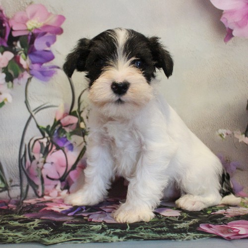 puppy, for, sale, Miniature Schnauzer, Reuben  King, dog, breeder, Honey Brook, PA, dog-breeder, puppy-for-sale, forsale, nearby, find, puppyfind, locator, puppylocator, aca