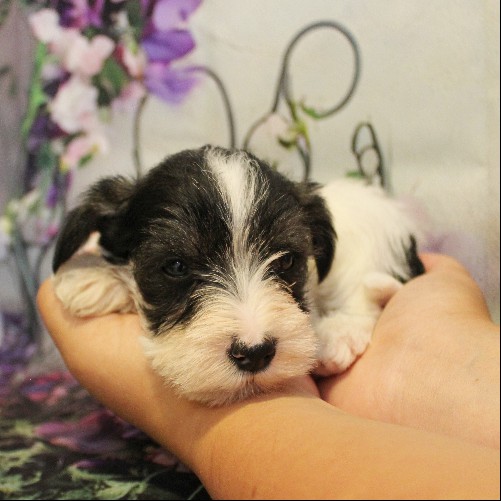 puppy, for, sale, Miniature Schnauzer, Reuben  King, dog, breeder, Honey Brook, PA, dog-breeder, puppy-for-sale, forsale, nearby, find, puppyfind, locator, puppylocator, aca