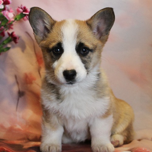 puppy, for, sale, Pembroke Welsh Corgi, Melvin  Fisher, dog, breeder, Coatesville, PA, dog-breeder, puppy-for-sale, forsale, nearby, find, puppyfind, locator, puppylocator, aca