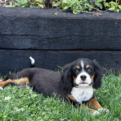 puppy, for, sale, Miniature Bernese Mountain Dog, Melvin  Fisher, dog, breeder, Coatesville, PA, dog-breeder, puppy-for-sale, forsale, nearby, find, puppyfind, locator, puppylocator, aca