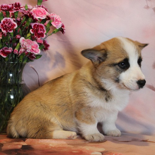 puppy, for, sale, Pembroke Welsh Corgi, Melvin  Fisher, dog, breeder, Coatesville, PA, dog-breeder, puppy-for-sale, forsale, nearby, find, puppyfind, locator, puppylocator, aca