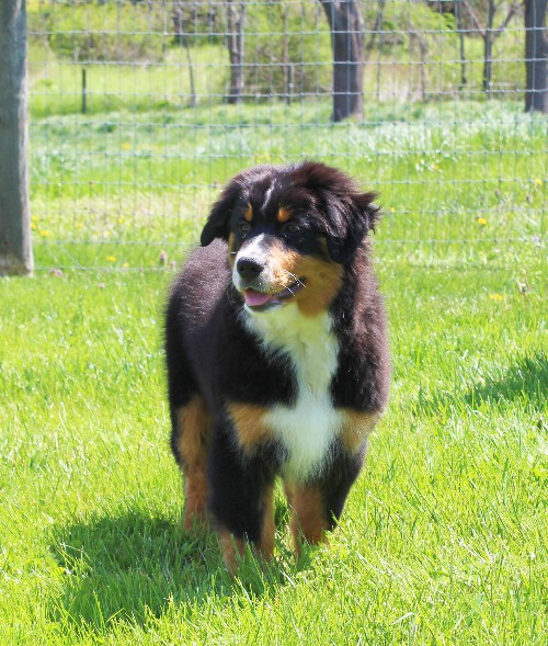 puppy, for, sale, Australian Shepherd, Amos  Smucker, dog, breeder, Kirkwood, PA, dog-breeder, puppy-for-sale, forsale, nearby, find, puppyfind, locator, puppylocator, aca