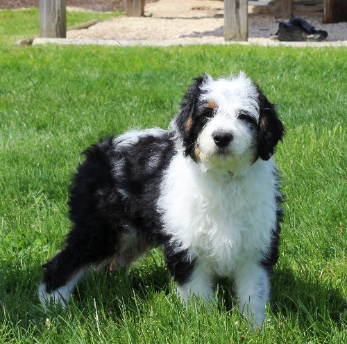 puppy, for, sale, Miniature Aussiedoodle, Amos  Smucker, dog, breeder, Kirkwood, PA, dog-breeder, puppy-for-sale, forsale, nearby, find, puppyfind, locator, puppylocator, aca