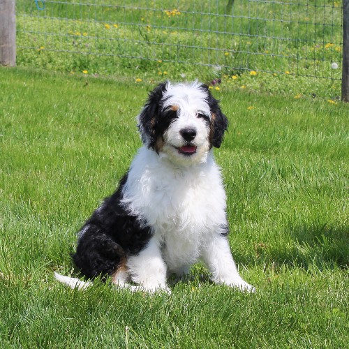 puppy, for, sale, Miniature Aussiedoodle, Amos  Smucker, dog, breeder, Kirkwood, PA, dog-breeder, puppy-for-sale, forsale, nearby, find, puppyfind, locator, puppylocator, aca