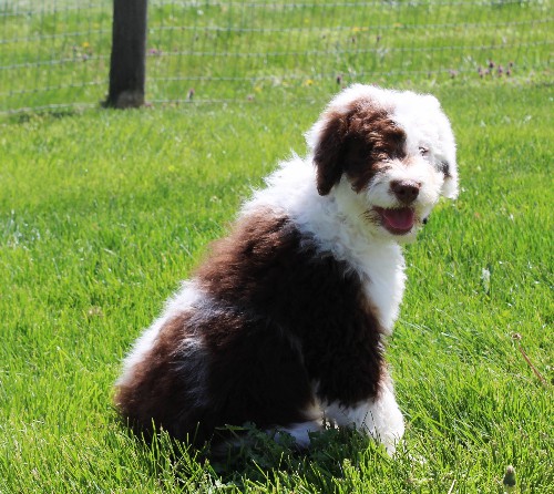 puppy, for, sale, Miniature Aussiedoodle, Amos  Smucker, dog, breeder, Kirkwood, PA, dog-breeder, puppy-for-sale, forsale, nearby, find, puppyfind, locator, puppylocator, aca