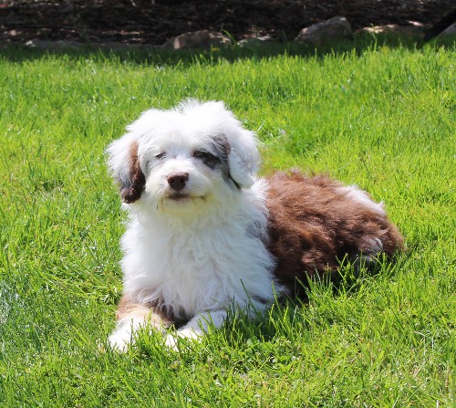 puppy, for, sale, Miniature Aussiedoodle, Amos  Smucker, dog, breeder, Kirkwood, PA, dog-breeder, puppy-for-sale, forsale, nearby, find, puppyfind, locator, puppylocator, aca