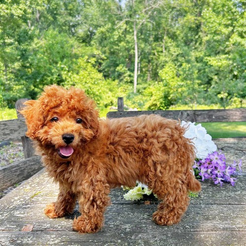 puppy, for, sale, Cavapoo, Daniel J. Stoltzfoos, dog, breeder, Coatesville, PA, dog-breeder, puppy-for-sale, forsale, nearby, find, puppyfind, locator, puppylocator, aca