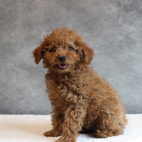 puppy, for, sale, Toy Poodle, Melvin  Fisher, dog, breeder, Coatesville, PA, dog-breeder, puppy-for-sale, forsale, nearby, find, puppyfind, locator, puppylocator, aca