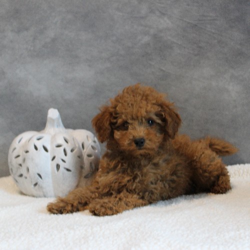 puppy, for, sale, Toy Poodle, Melvin  Fisher, dog, breeder, Coatesville, PA, dog-breeder, puppy-for-sale, forsale, nearby, find, puppyfind, locator, puppylocator, aca