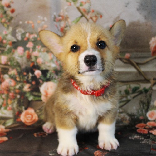 puppy, for, sale, Pembroke Welsh Corgi, Melvin  Fisher, dog, breeder, Coatesville, PA, dog-breeder, puppy-for-sale, forsale, nearby, find, puppyfind, locator, puppylocator, aca