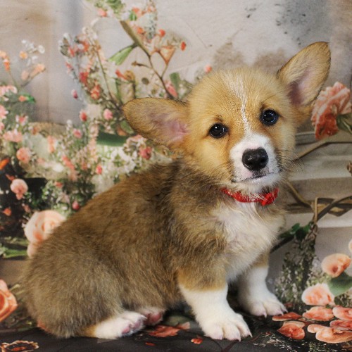 puppy, for, sale, Pembroke Welsh Corgi, Melvin  Fisher, dog, breeder, Coatesville, PA, dog-breeder, puppy-for-sale, forsale, nearby, find, puppyfind, locator, puppylocator, aca