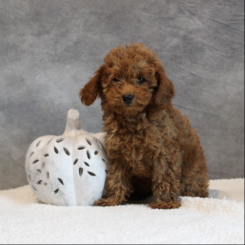 puppy, for, sale, Toy Poodle, Melvin  Fisher, dog, breeder, Coatesville, PA, dog-breeder, puppy-for-sale, forsale, nearby, find, puppyfind, locator, puppylocator, aca