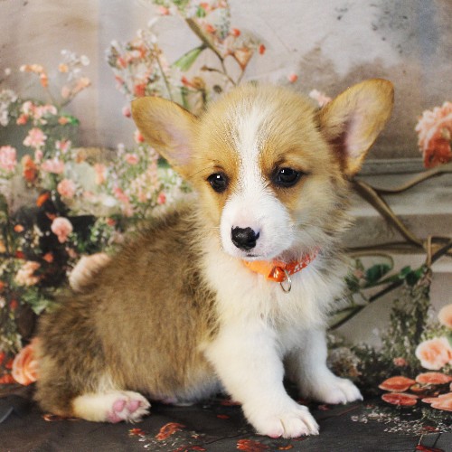 puppy, for, sale, Pembroke Welsh Corgi, Melvin  Fisher, dog, breeder, Coatesville, PA, dog-breeder, puppy-for-sale, forsale, nearby, find, puppyfind, locator, puppylocator, aca