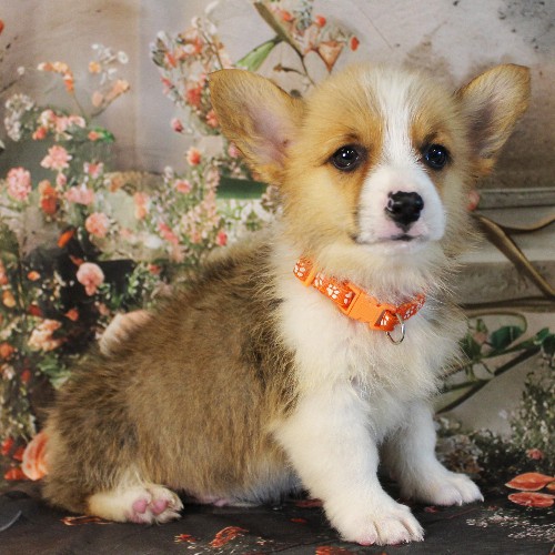 puppy, for, sale, Pembroke Welsh Corgi, Melvin  Fisher, dog, breeder, Coatesville, PA, dog-breeder, puppy-for-sale, forsale, nearby, find, puppyfind, locator, puppylocator, aca