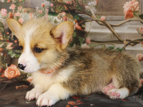 puppy, for, sale, Pembroke Welsh Corgi, Melvin  Fisher, dog, breeder, Coatesville, PA, dog-breeder, puppy-for-sale, forsale, nearby, find, puppyfind, locator, puppylocator, aca