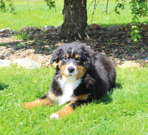 puppy, for, sale, Australian Shepherd, Amos  Smucker, dog, breeder, Kirkwood, PA, dog-breeder, puppy-for-sale, forsale, nearby, find, puppyfind, locator, puppylocator, aca