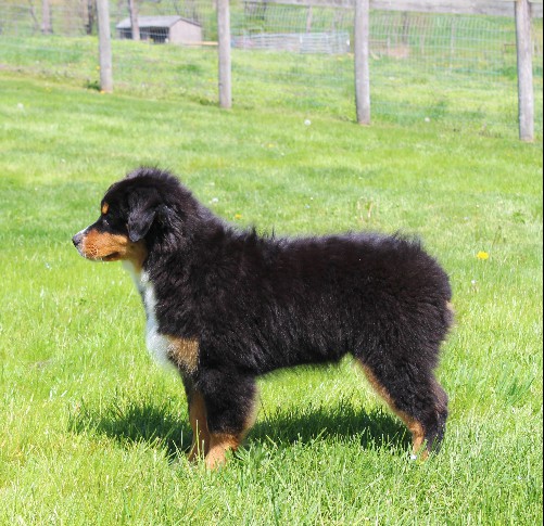 puppy, for, sale, Australian Shepherd, Amos  Smucker, dog, breeder, Kirkwood, PA, dog-breeder, puppy-for-sale, forsale, nearby, find, puppyfind, locator, puppylocator, aca