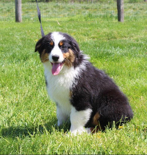 puppy, for, sale, Australian Shepherd, Amos  Smucker, dog, breeder, Kirkwood, PA, dog-breeder, puppy-for-sale, forsale, nearby, find, puppyfind, locator, puppylocator, aca