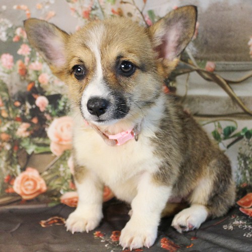 puppy, for, sale, Pembroke Welsh Corgi, Melvin  Fisher, dog, breeder, Coatesville, PA, dog-breeder, puppy-for-sale, forsale, nearby, find, puppyfind, locator, puppylocator, aca