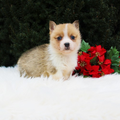 puppy, for, sale, Pembroke Welsh Corgi, Daniel J. Stoltzfoos, dog, breeder, Coatesville, PA, dog-breeder, puppy-for-sale, forsale, nearby, find, puppyfind, locator, puppylocator, aca