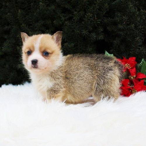 puppy, for, sale, Pembroke Welsh Corgi, Daniel J. Stoltzfoos, dog, breeder, Coatesville, PA, dog-breeder, puppy-for-sale, forsale, nearby, find, puppyfind, locator, puppylocator, aca