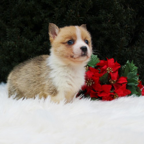 puppy, for, sale, Pembroke Welsh Corgi, Daniel J. Stoltzfoos, dog, breeder, Coatesville, PA, dog-breeder, puppy-for-sale, forsale, nearby, find, puppyfind, locator, puppylocator, aca