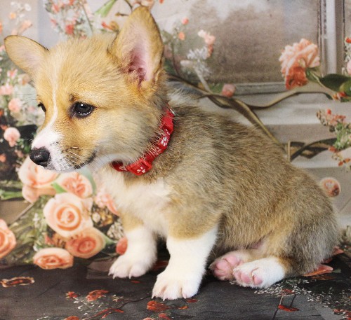 puppy, for, sale, Pembroke Welsh Corgi, Melvin  Fisher, dog, breeder, Coatesville, PA, dog-breeder, puppy-for-sale, forsale, nearby, find, puppyfind, locator, puppylocator, aca