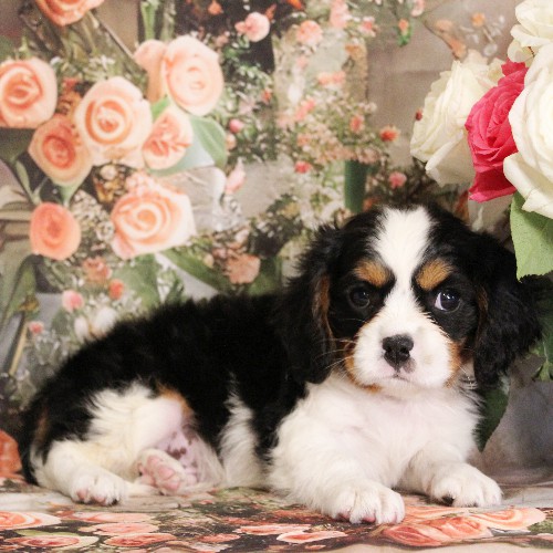 puppy, for, sale, Miniature Bernese Mountain Dog, Melvin  Fisher, dog, breeder, Coatesville, PA, dog-breeder, puppy-for-sale, forsale, nearby, find, puppyfind, locator, puppylocator, aca