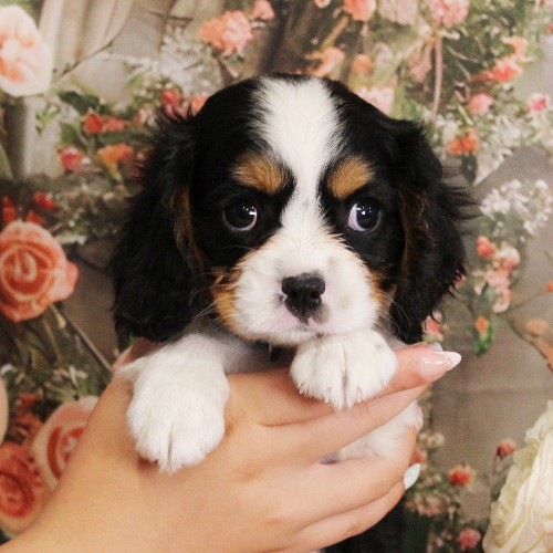 puppy, for, sale, Miniature Bernese Mountain Dog, Melvin  Fisher, dog, breeder, Coatesville, PA, dog-breeder, puppy-for-sale, forsale, nearby, find, puppyfind, locator, puppylocator, aca