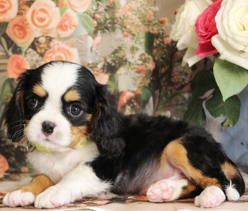 puppy, for, sale, Miniature Bernese Mountain Dog, Melvin  Fisher, dog, breeder, Coatesville, PA, dog-breeder, puppy-for-sale, forsale, nearby, find, puppyfind, locator, puppylocator, aca