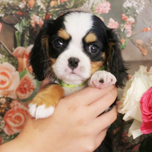 puppy, for, sale, Miniature Bernese Mountain Dog, Melvin  Fisher, dog, breeder, Coatesville, PA, dog-breeder, puppy-for-sale, forsale, nearby, find, puppyfind, locator, puppylocator, aca