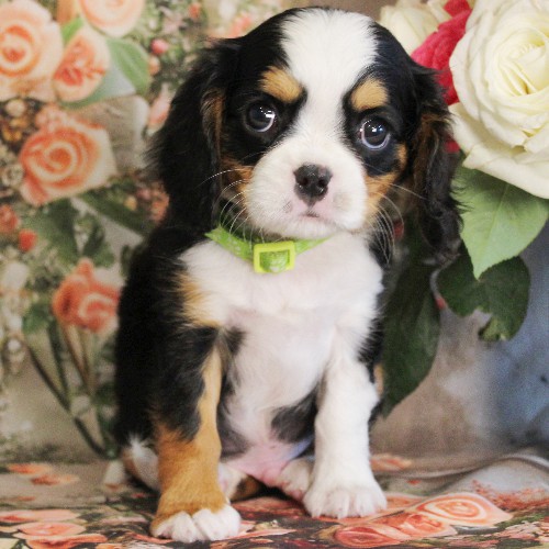 puppy, for, sale, Miniature Bernese Mountain Dog, Melvin  Fisher, dog, breeder, Coatesville, PA, dog-breeder, puppy-for-sale, forsale, nearby, find, puppyfind, locator, puppylocator, aca