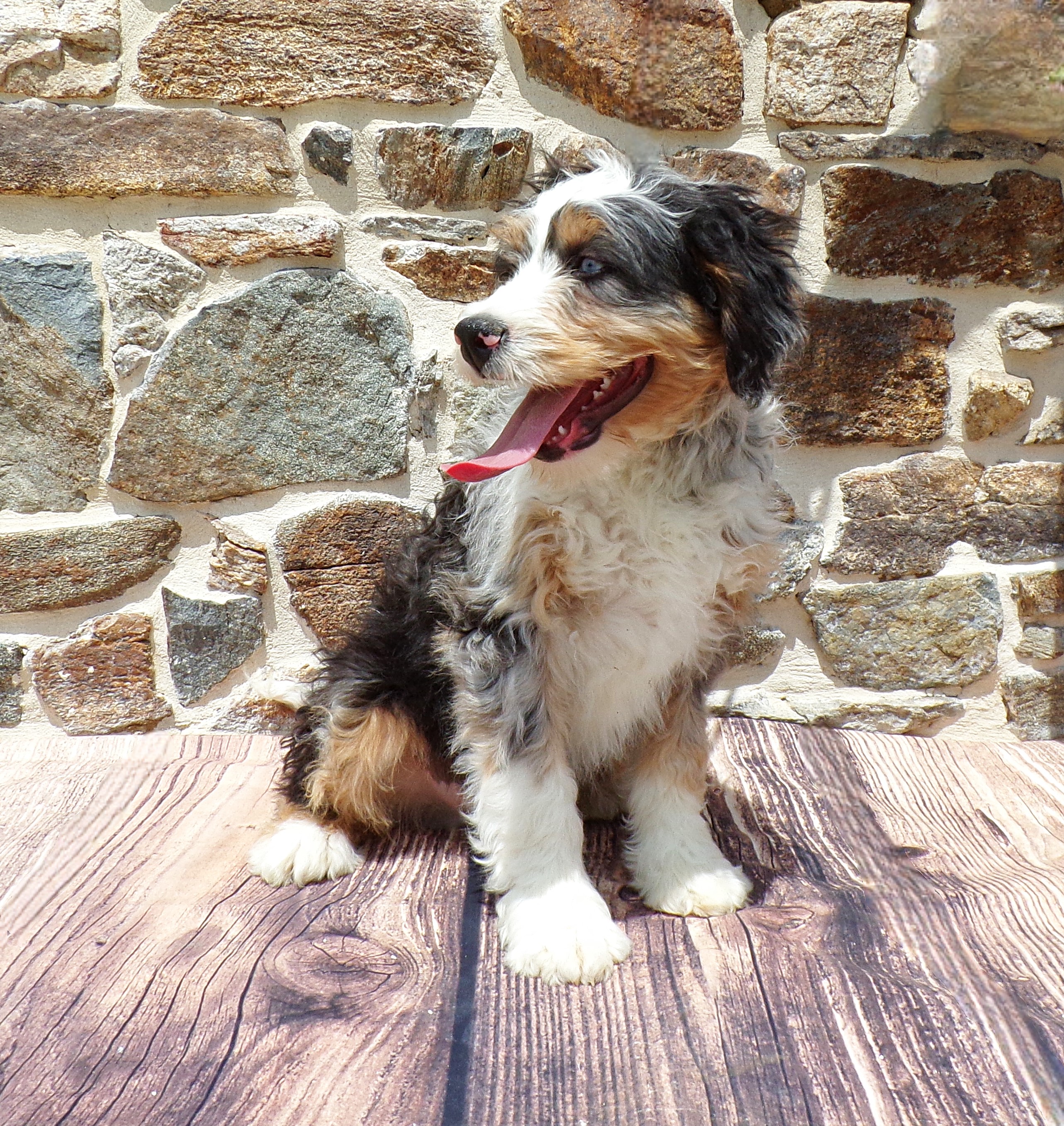 puppy, for, sale, Standard Bernedoodle, Aaron S. King, Jr, dog, breeder, Honey Brook, PA, dog-breeder, puppy-for-sale, forsale, nearby, find, puppyfind, locator, puppylocator, aca