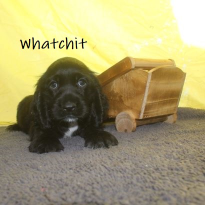 puppy, for, sale, Cocker Spaniel, Joe & Cherri  Overlease, dog, breeder, Miller, MO, dog-breeder, puppy-for-sale, forsale, nearby, find, puppyfind, locator, puppylocator, aca